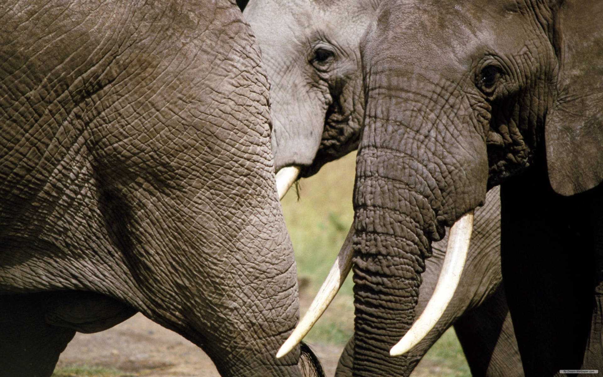 African Elephant Tusk