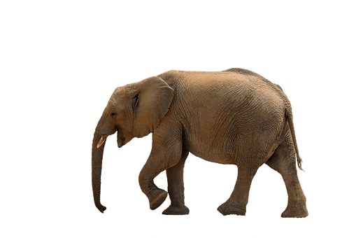 African Elephant Walking Black Background PNG