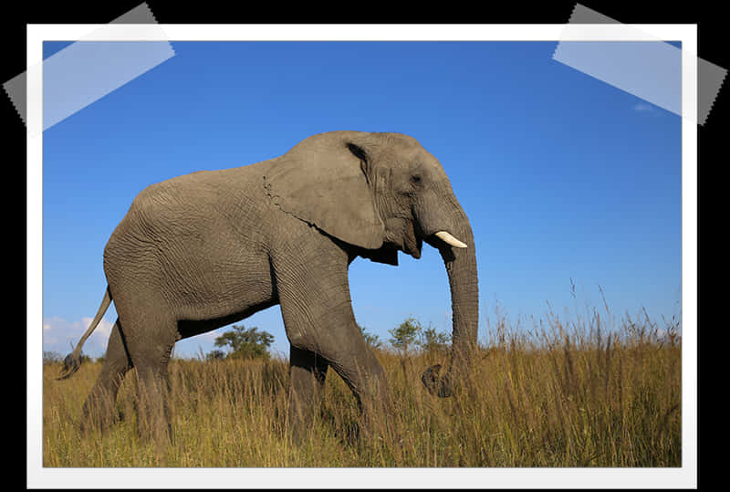 African Elephant Walkingin Savannah PNG