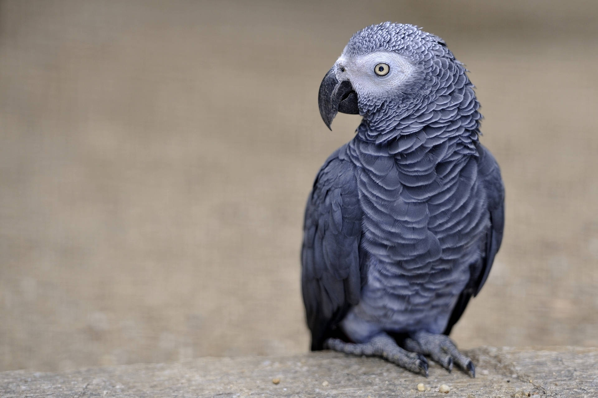 African Grey Parrot Wallpaper