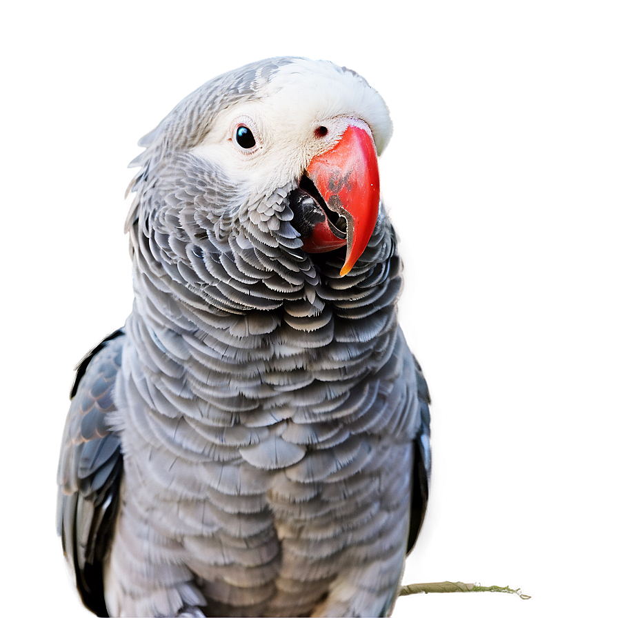 African Grey Parrot Png 4 PNG