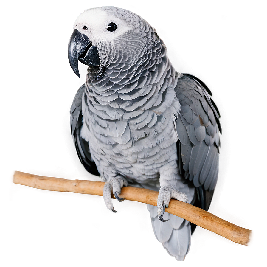 African Grey Parrot Png 77 PNG