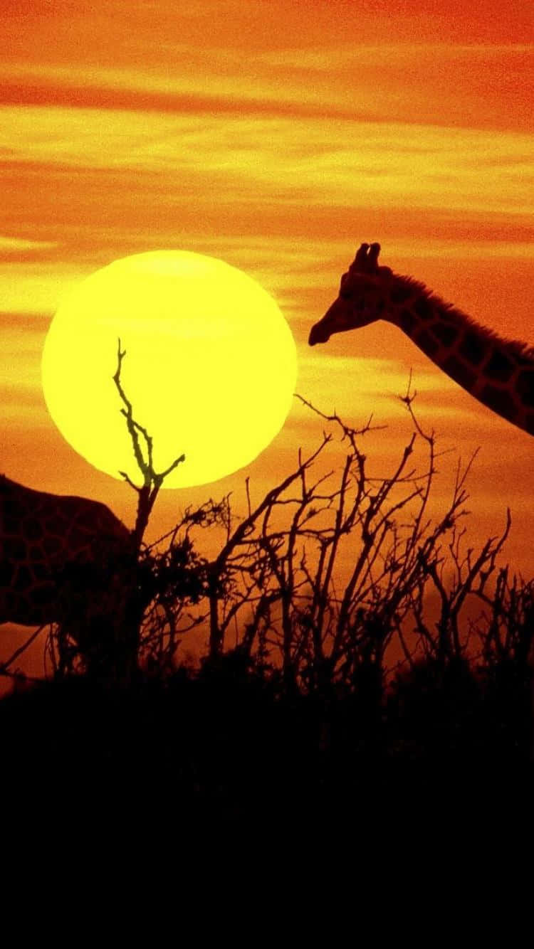 African Native Animals Sun Iphone Wallpaper