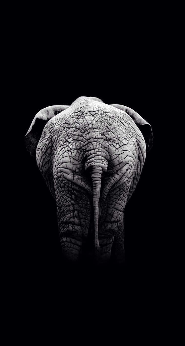 African Native Elephant Art Iphone Wallpaper