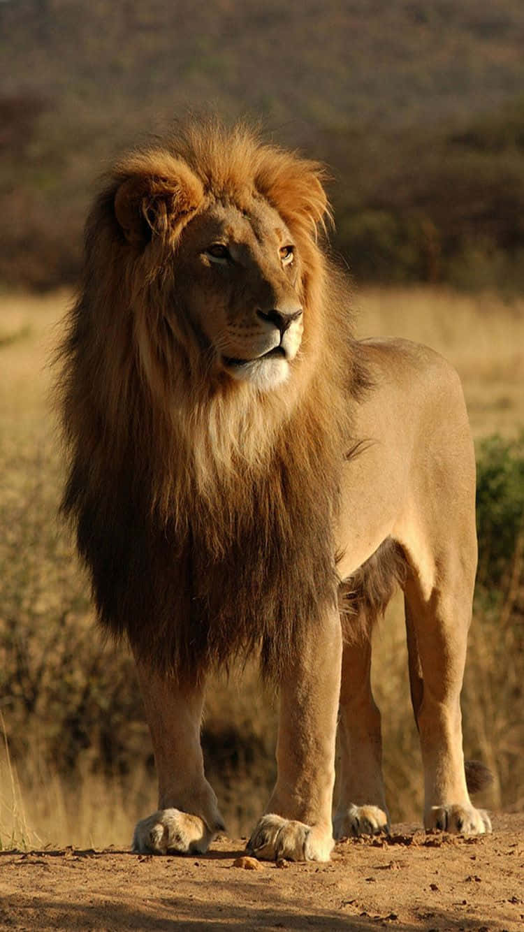 African Majestic Lion Outdoors Iphone Wallpaper