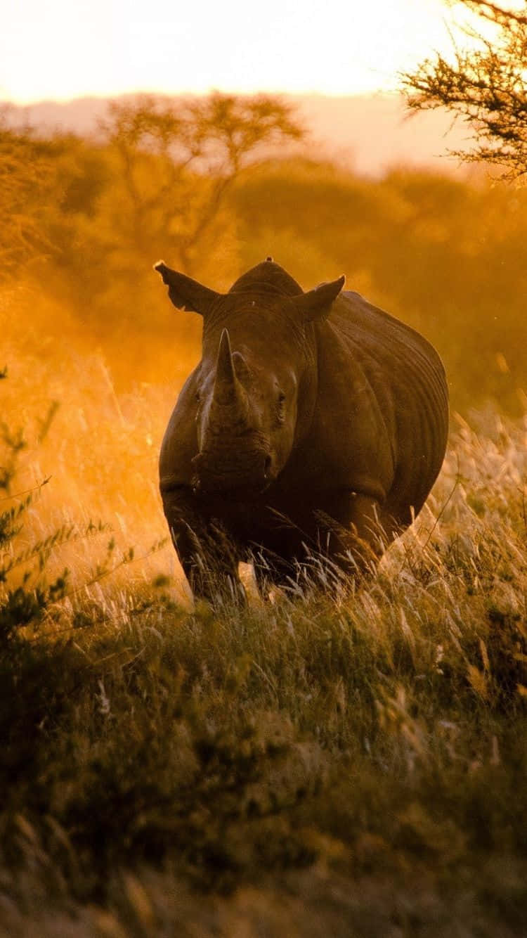 Rhino Native African Nature Iphone Wallpaper