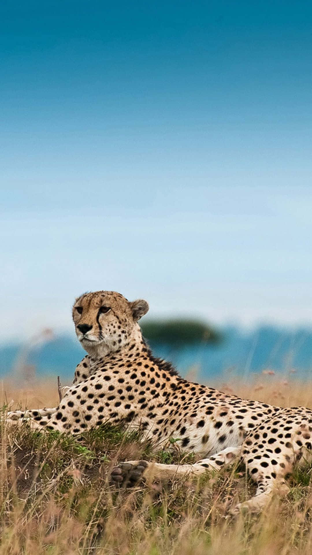 Majestätiskgepard Afrikansk Natur Iphone Wallpaper