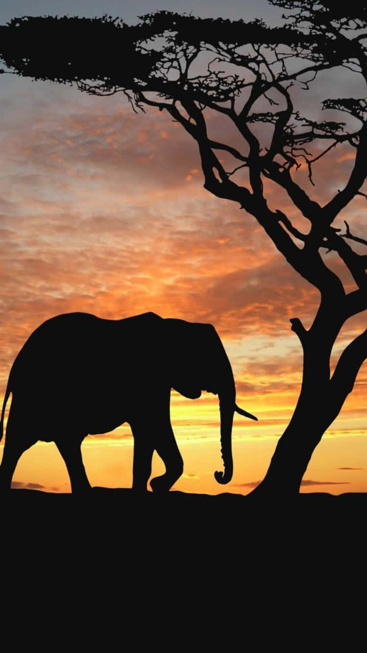 Afrikansklandskap Med Elefanter Under Solnedgången På Iphone. Wallpaper
