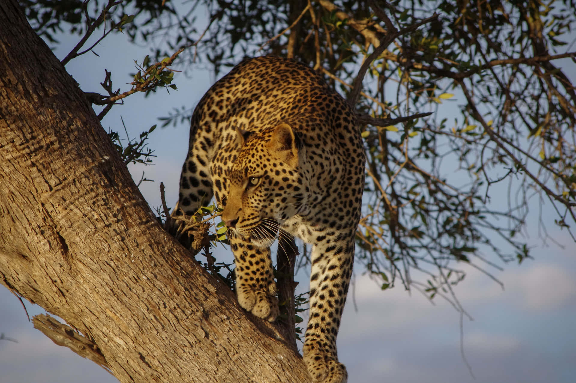Leopardoafricano Em Masai Mara. Papel de Parede