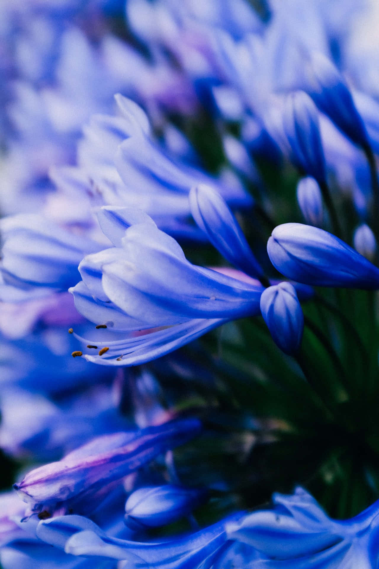 African Lily Blue Flowers Phone Wallpaper