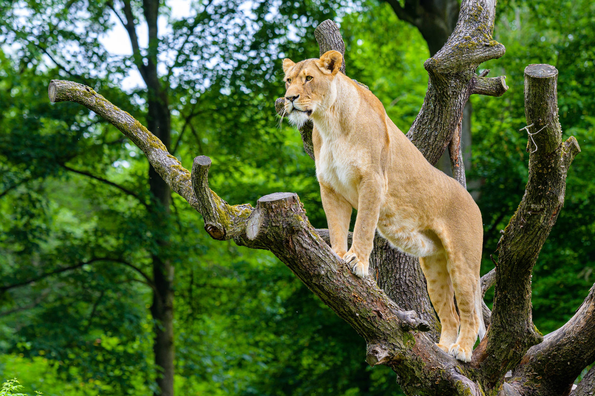 African Lioness On The Tree Wallpaper