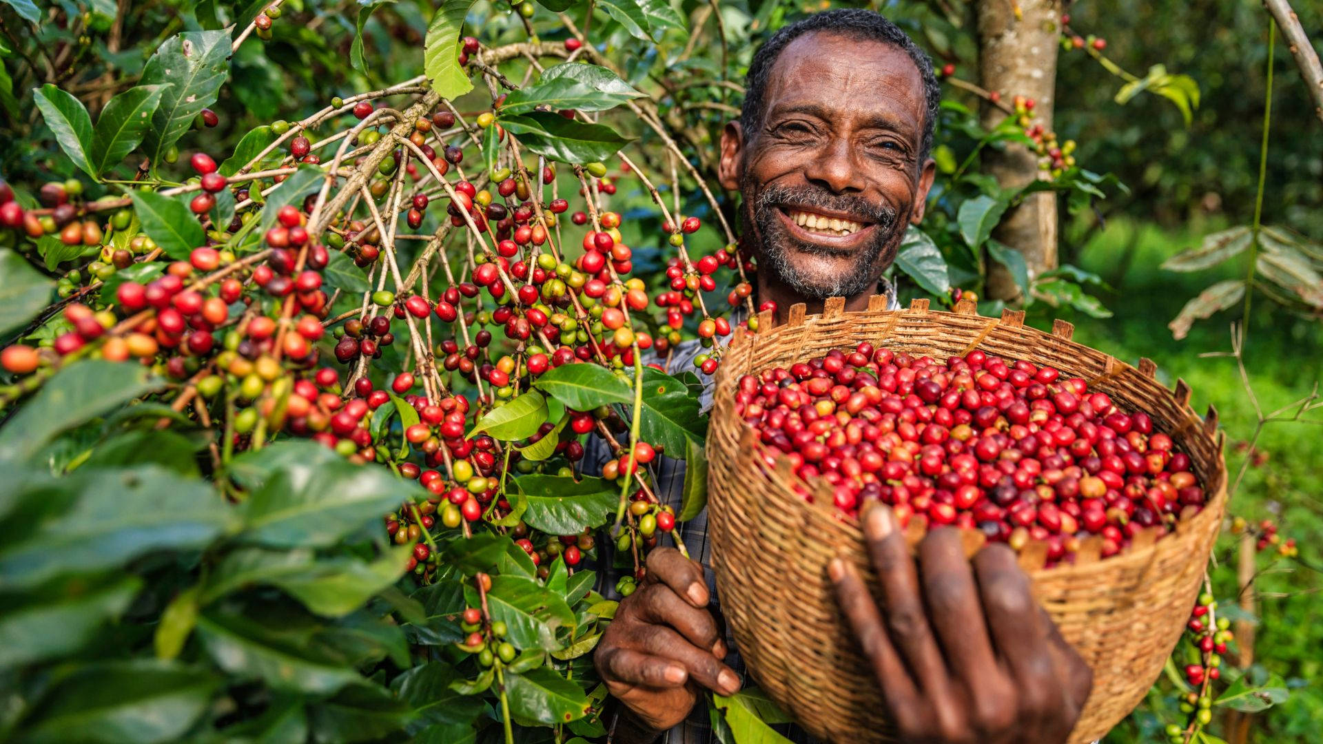 Afrikansk mand høstede kaffe kirsebær som en traditionel scene Wallpaper