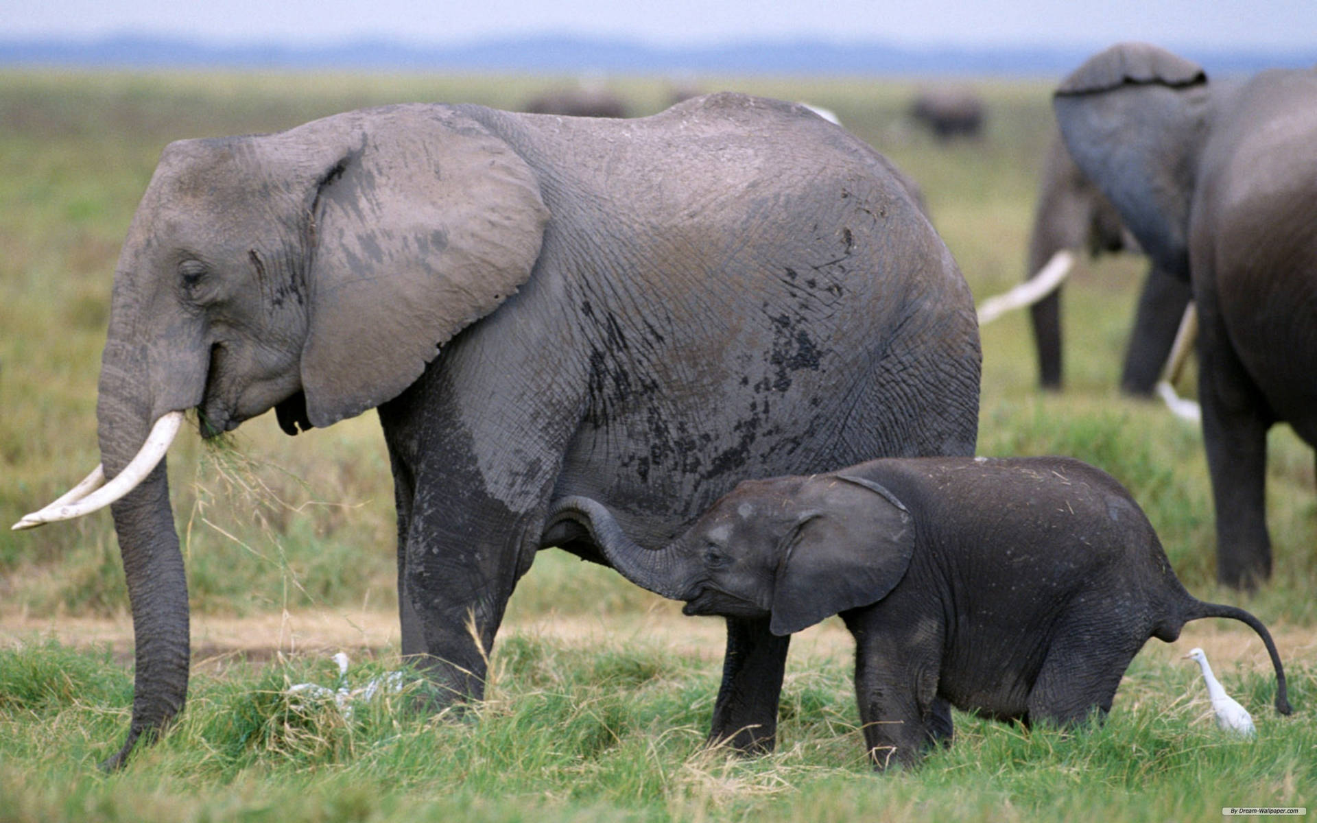 African Mother Elephant With Her Calf