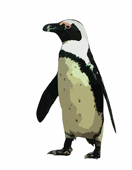 African Penguin Illustration PNG