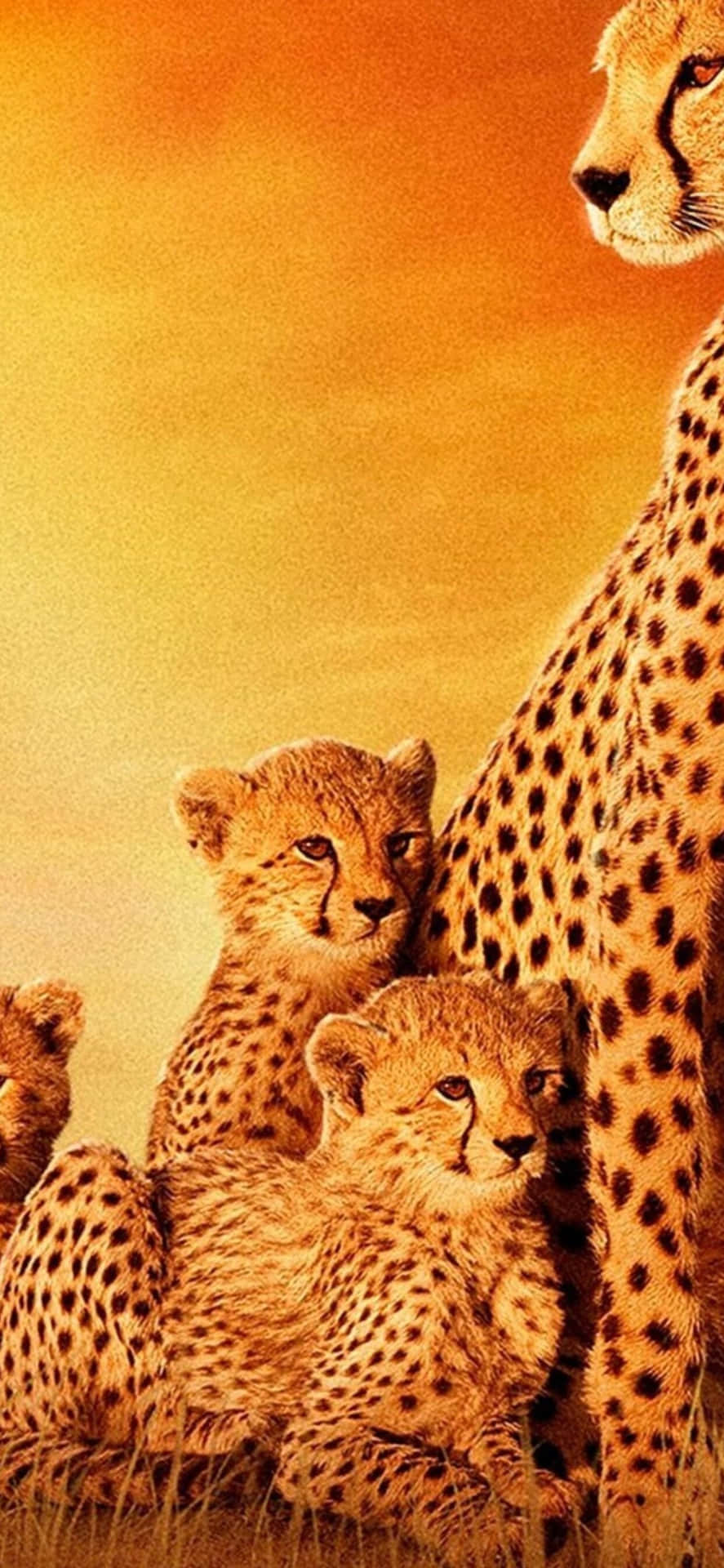 Cheetahfamilie Hintergrundbilder Hd Wallpaper