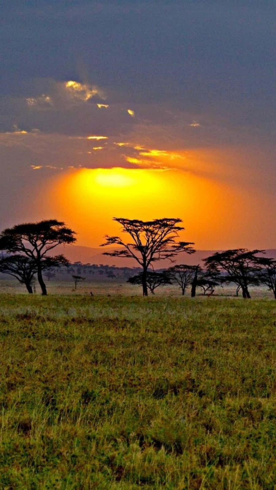 A Sunset Over A Large Area With Acacia Trees Wallpaper