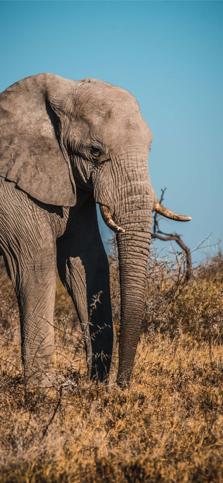 An Elephant Walking Through A Dry Field Wallpaper