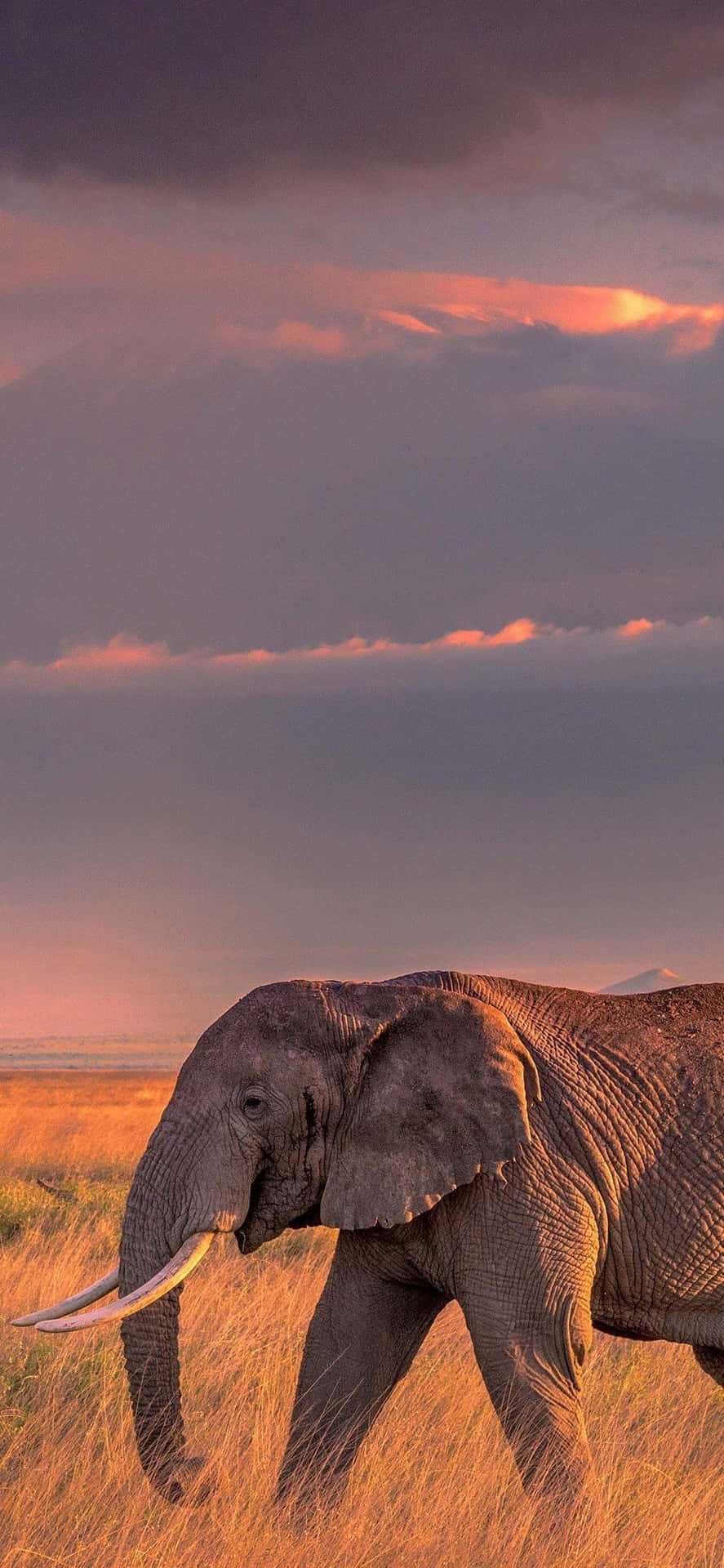 Enelefant Som Går Genom Gräset Wallpaper