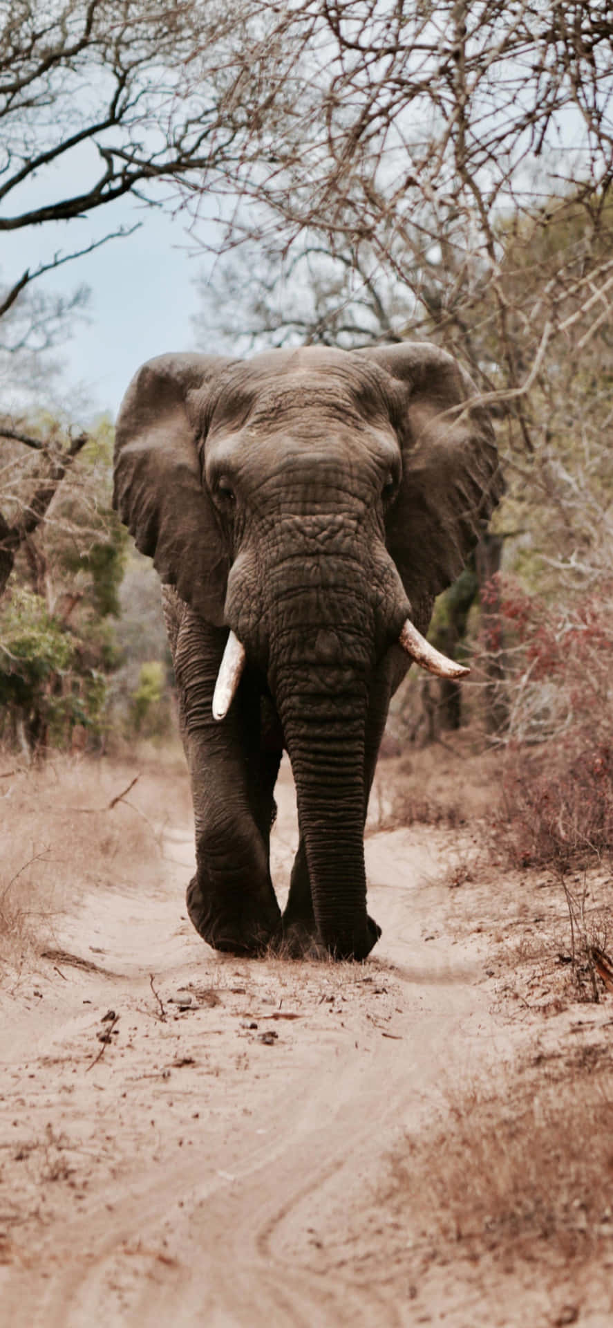 En elefant vandrer gennem skoven Wallpaper