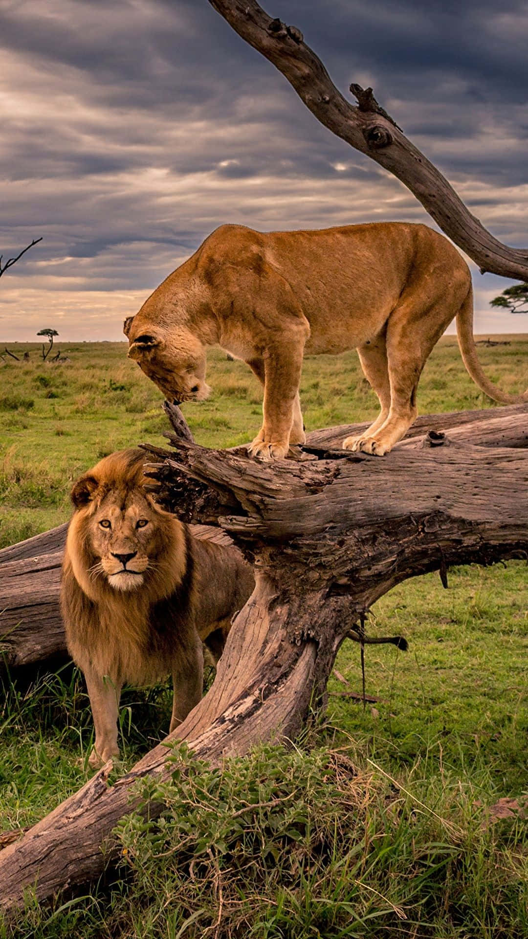 Löwenauf Einem Umgestürzten Baum Wallpaper