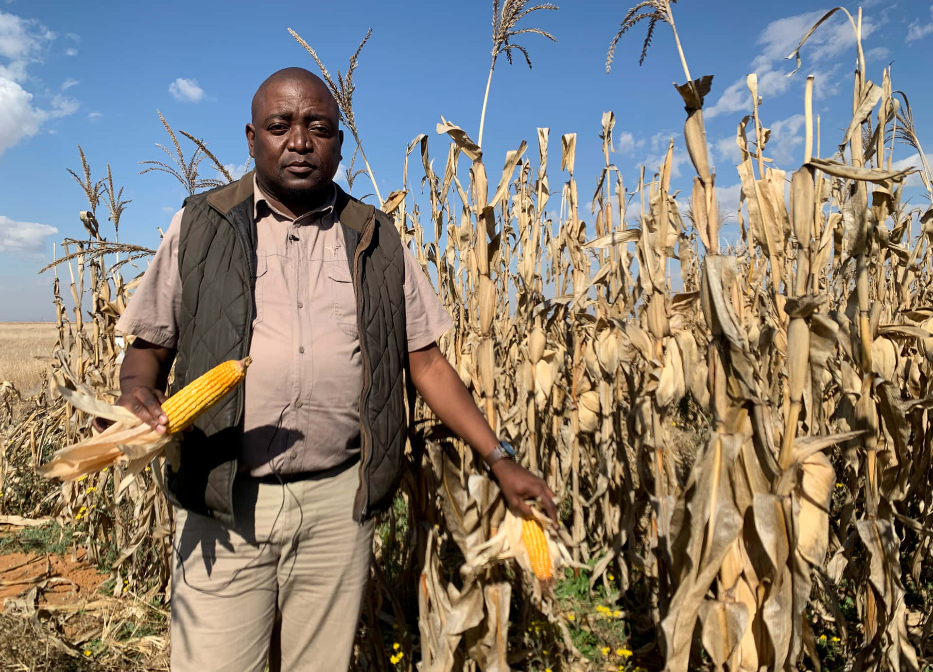 A Man Standing In A Corn Field With Corn