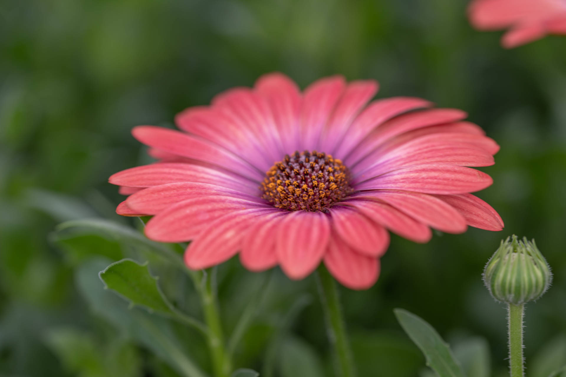African Pink Daisy