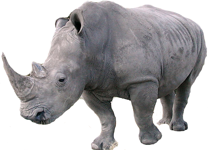 African Rhinoceros Isolated PNG