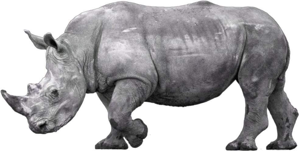 African Rhinoceros Profile PNG