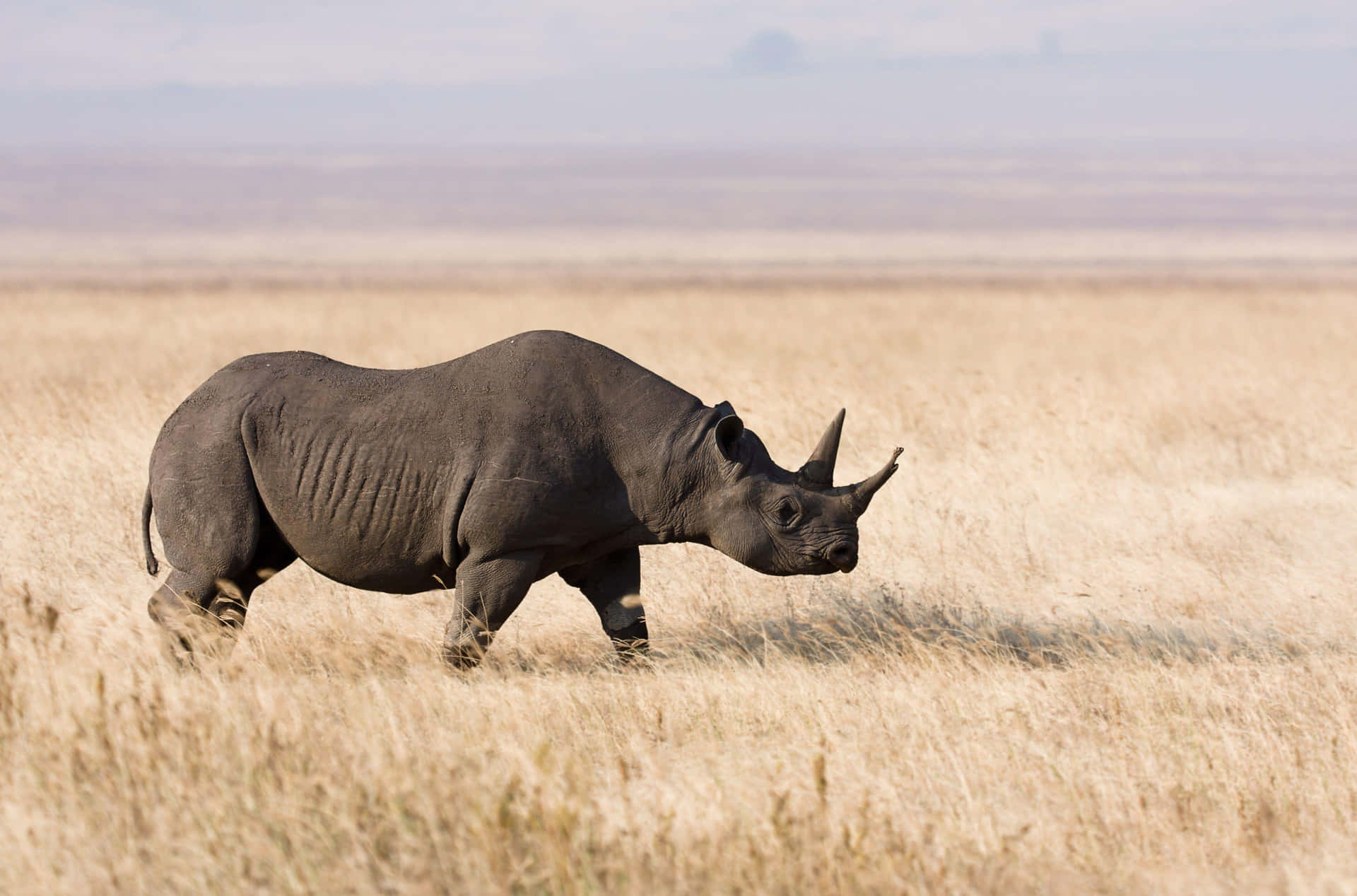 African Rhinoin Savannah Wallpaper