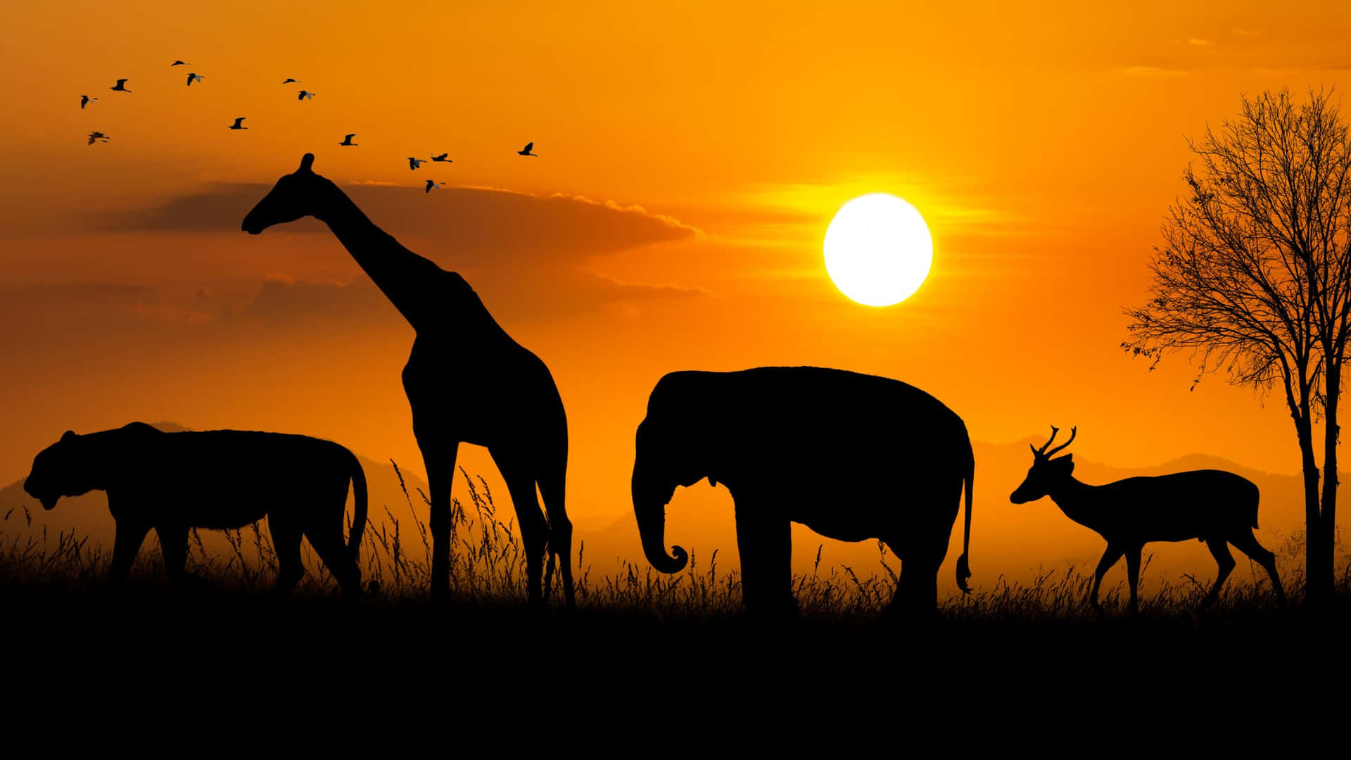 African Safari Sunset Silhouette Wallpaper