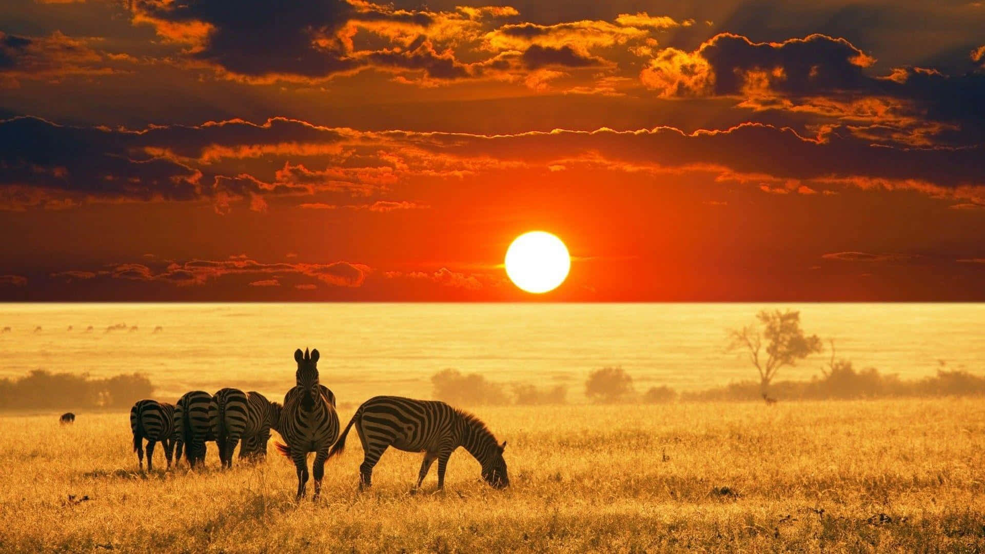 Afrikaanse Safari Zonsondergang Met Zebra's Achtergrond