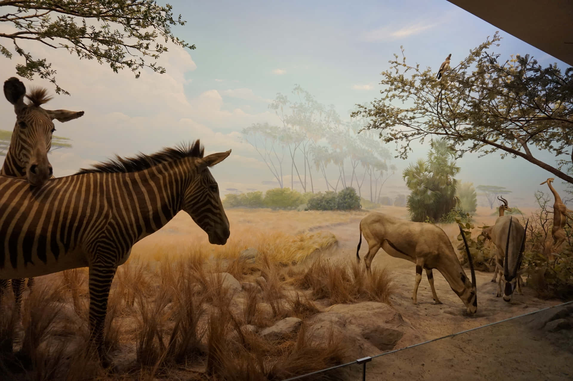 Diorama Savana Afrika California Academy Of Sciences Wallpaper