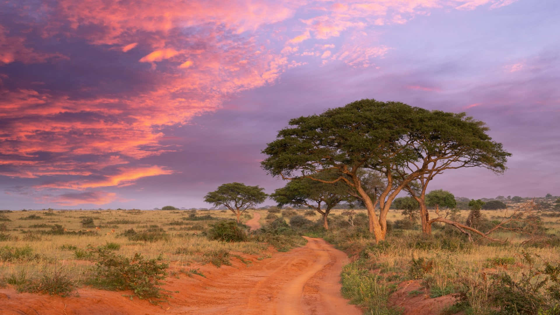 African Savannah Sunset Road Wallpaper