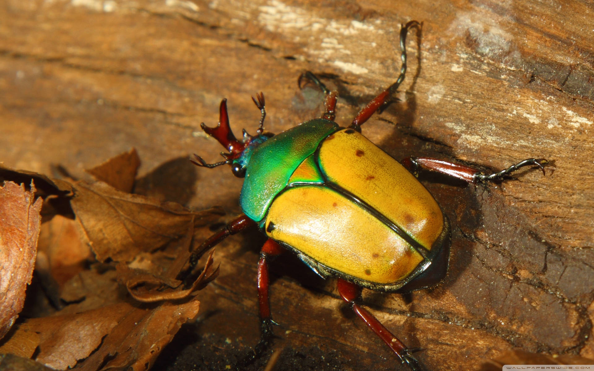 African Scarab Beetle On A Wood Wallpaper