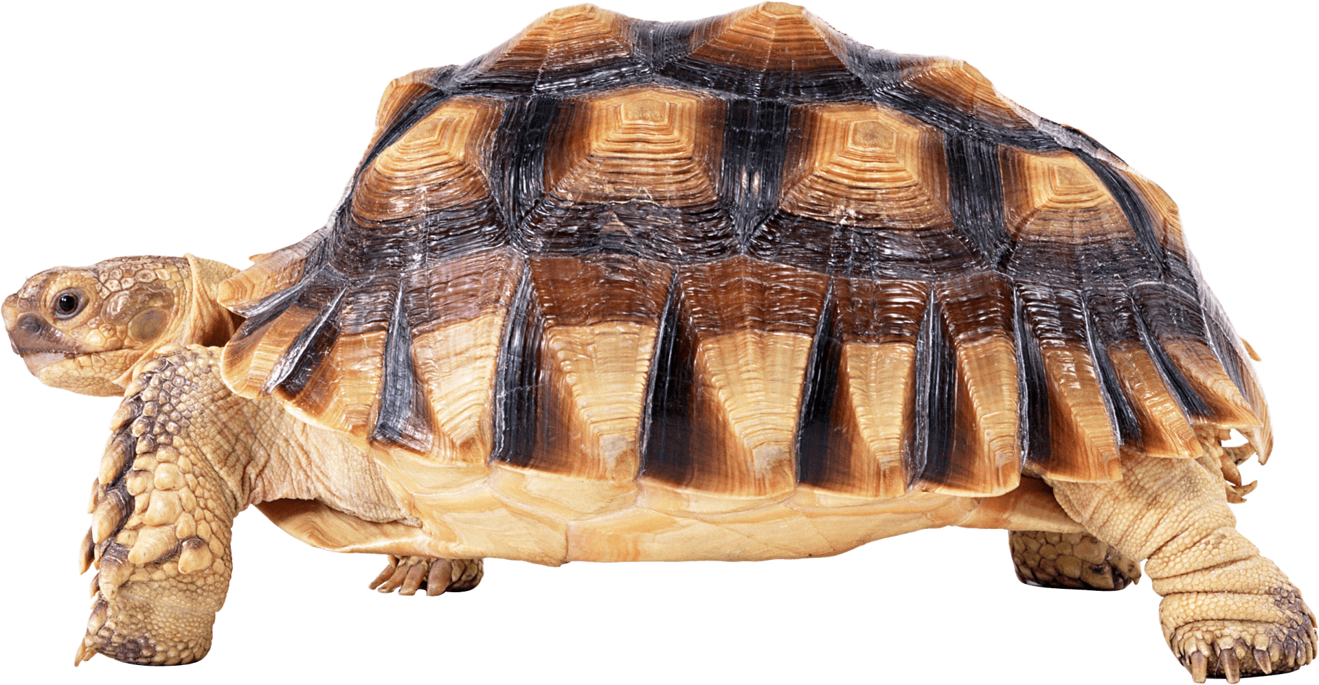 African Spurred Tortoise Isolated PNG