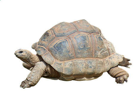 African Spurred Tortoise Isolated PNG