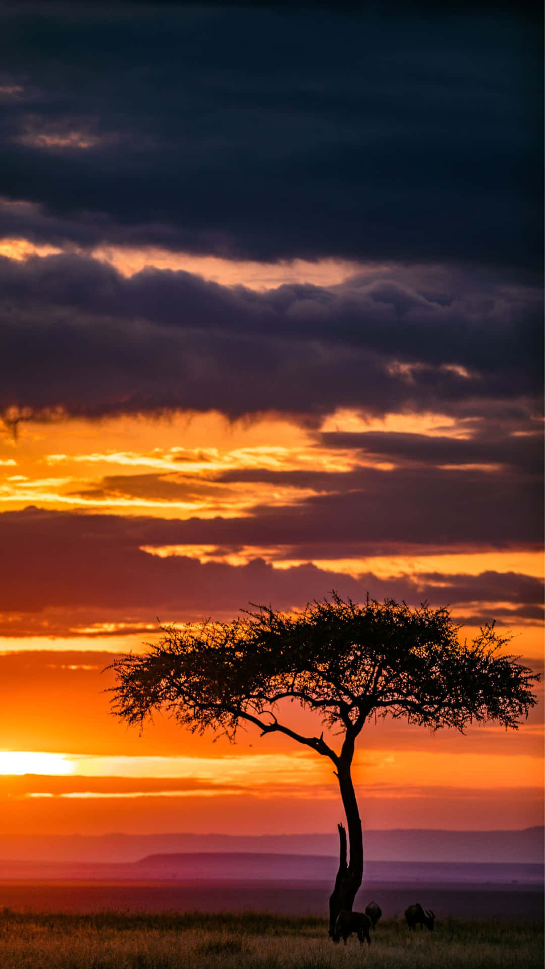 Afrikaanse Zonsondergang Silhouet Achtergrond