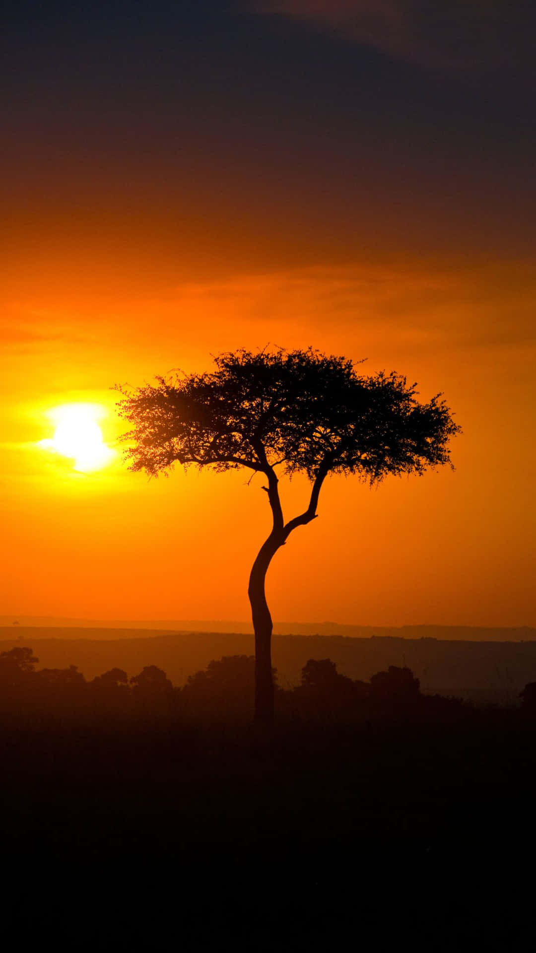 Afrikaanse Zonsondergang Silhouet Achtergrond