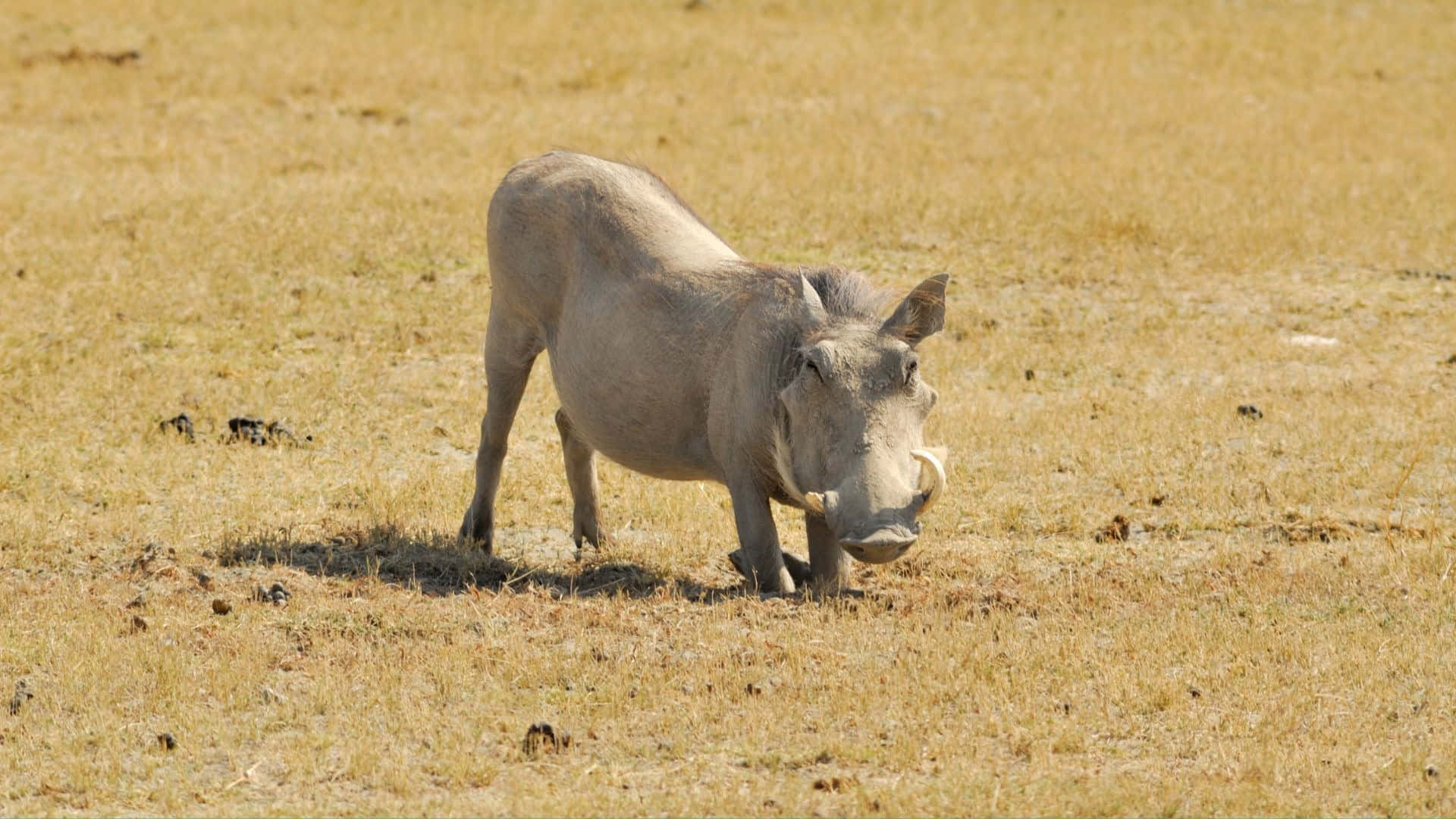 African Warthog Grazing Savannah Wallpaper