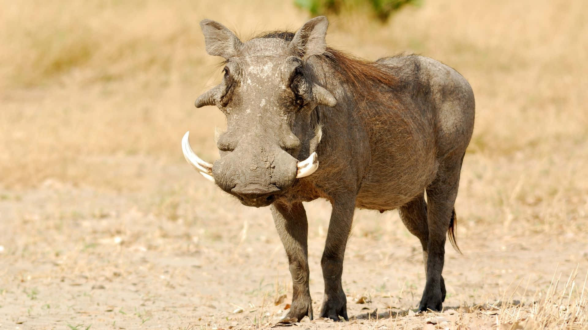 African Warthog Standingin Savannah Wallpaper