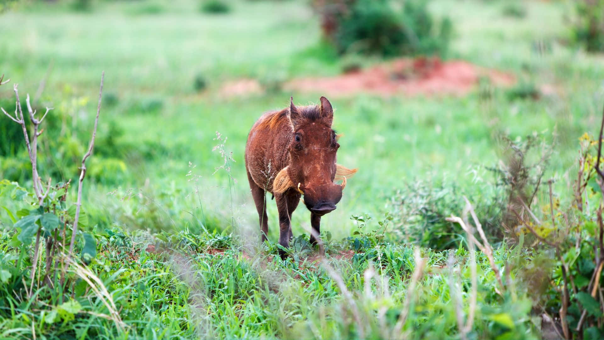 African Warthogin Grassland Habitat.jpg Wallpaper