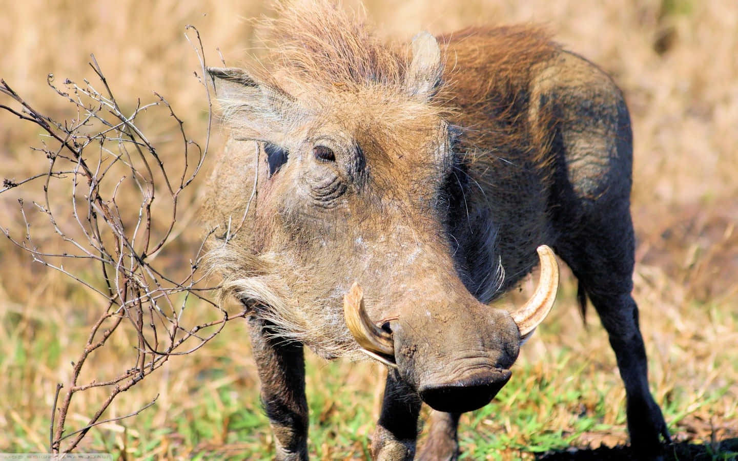 African Warthogin Grassland.jpg Wallpaper