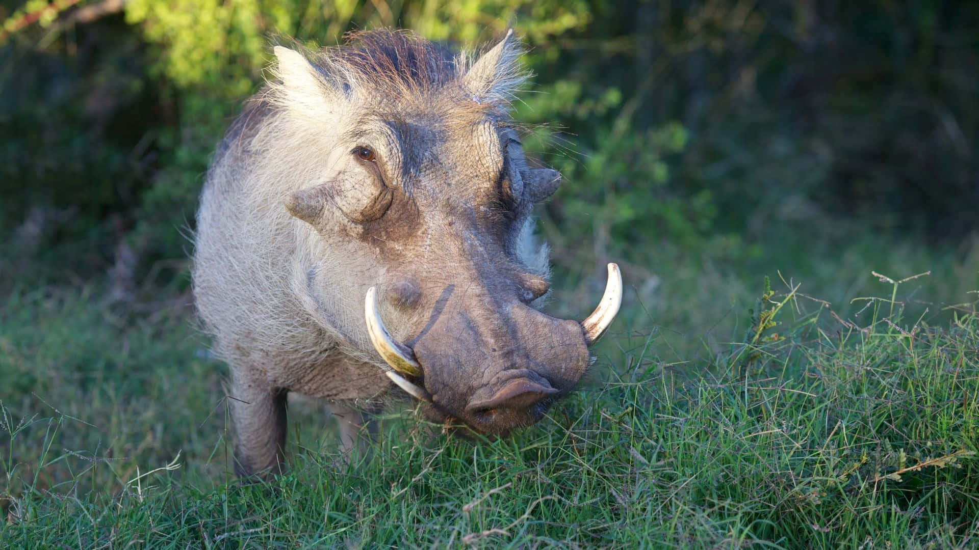 African Warthogin Grassland.jpg Wallpaper