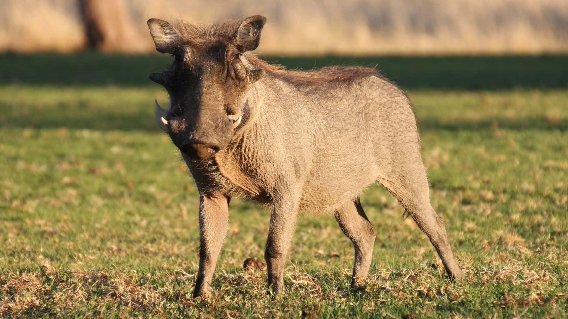 African Warthogin Grassland Wallpaper