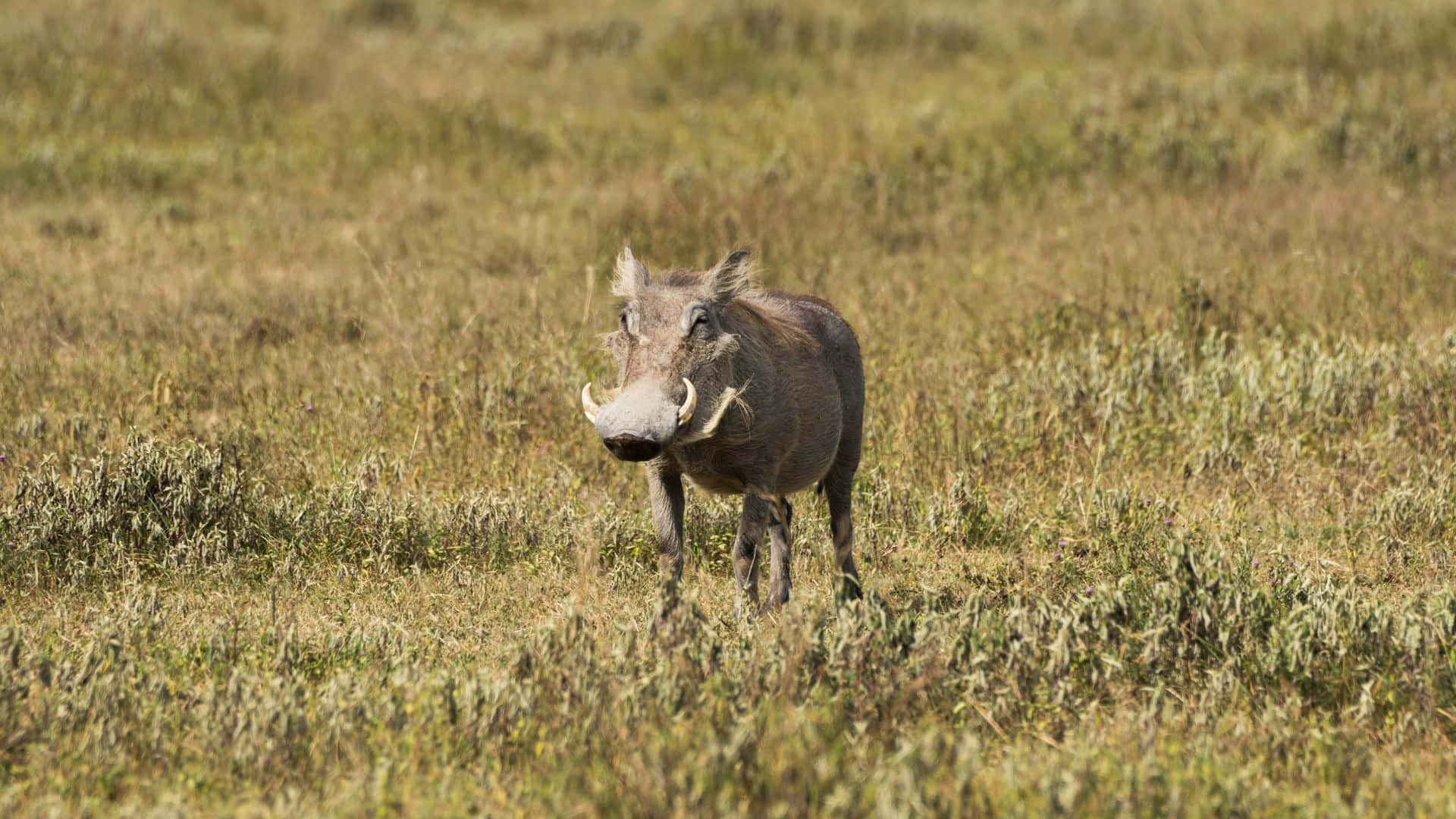 African Warthogin Grassland Wallpaper