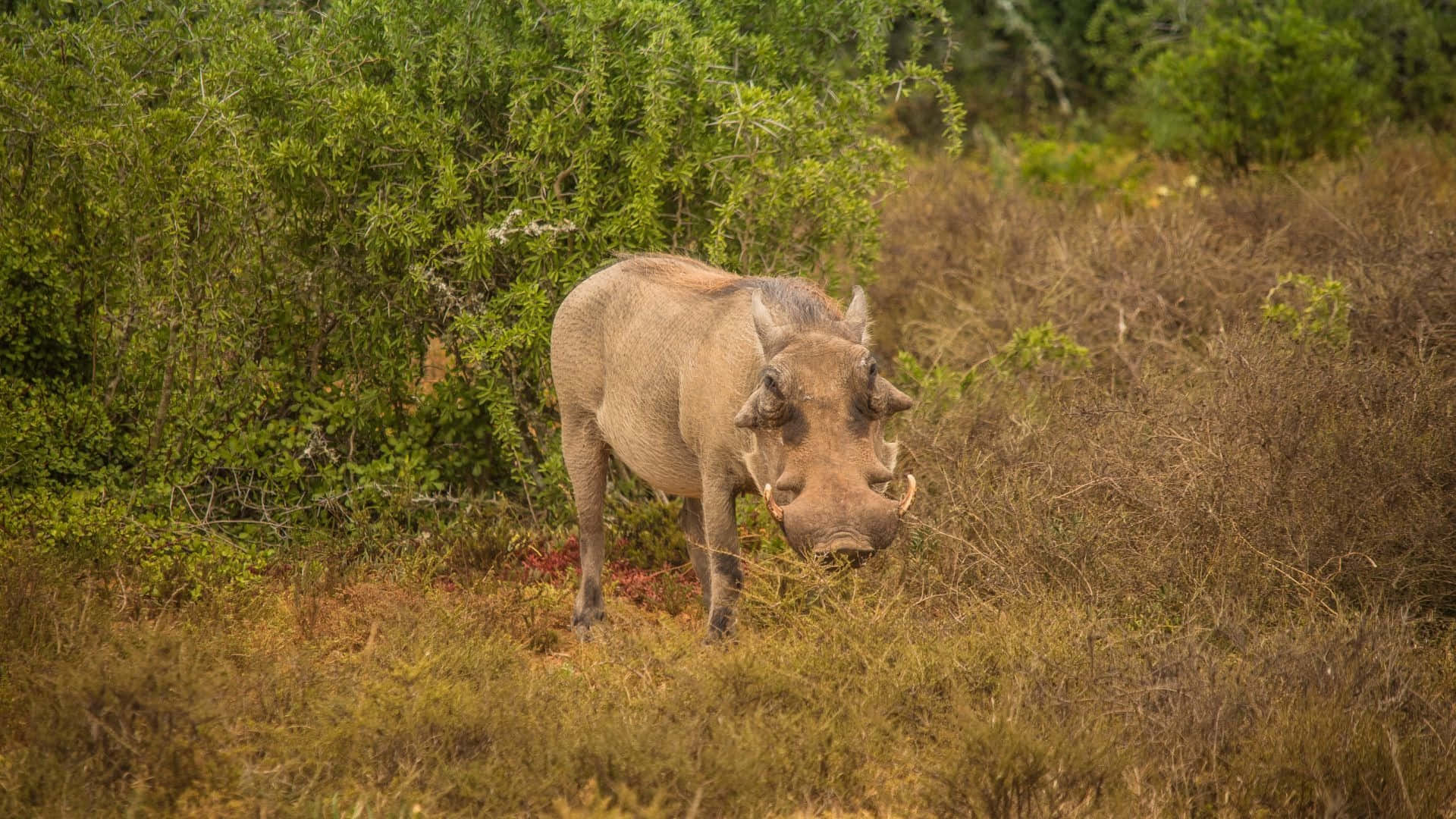 African Warthogin Natural Habitat.jpg Wallpaper