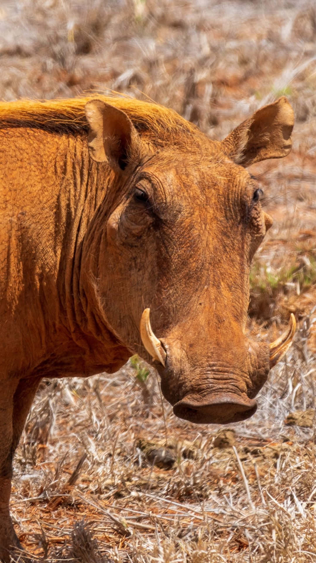 African Warthogin Savannah Wallpaper