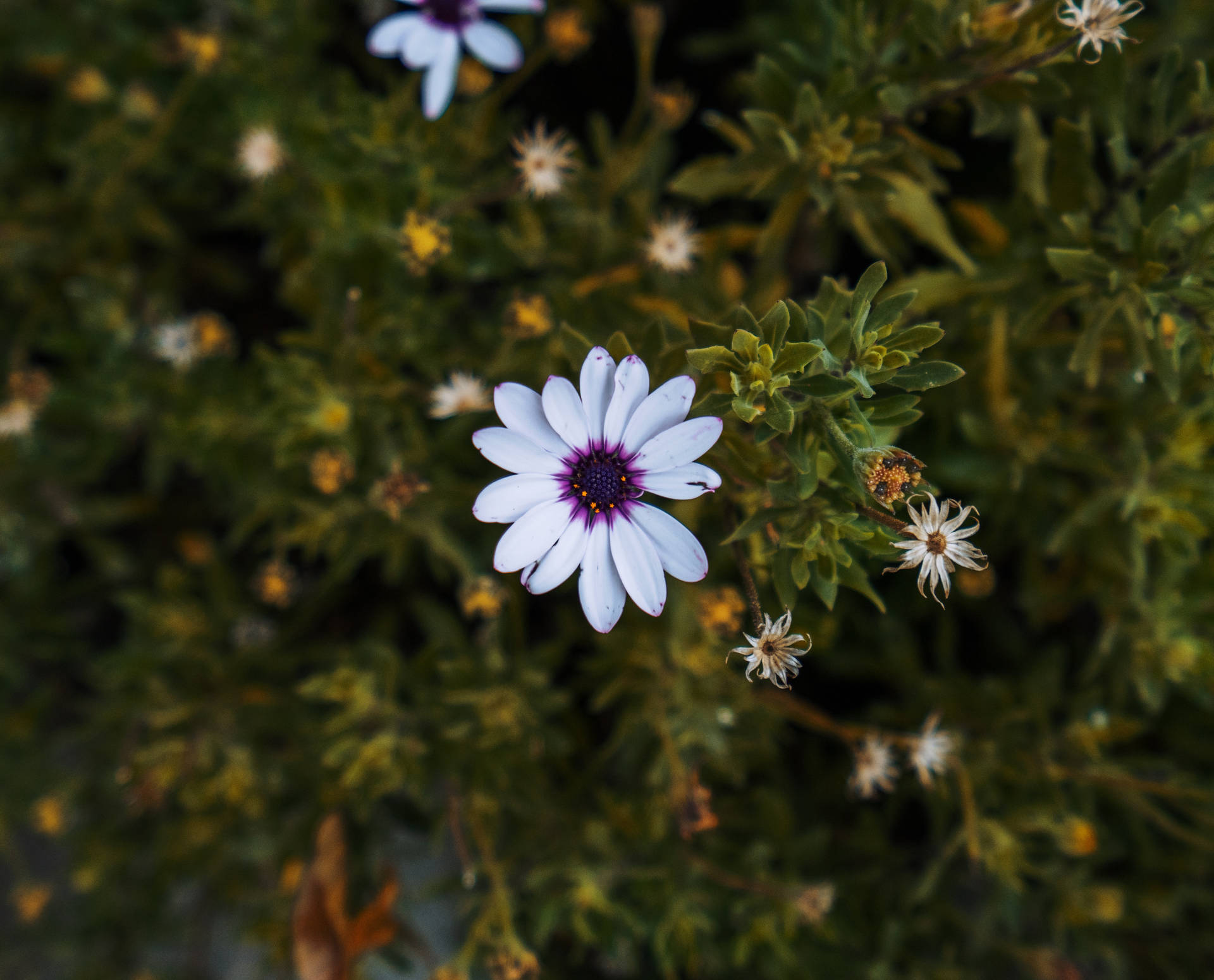 African White Daisy