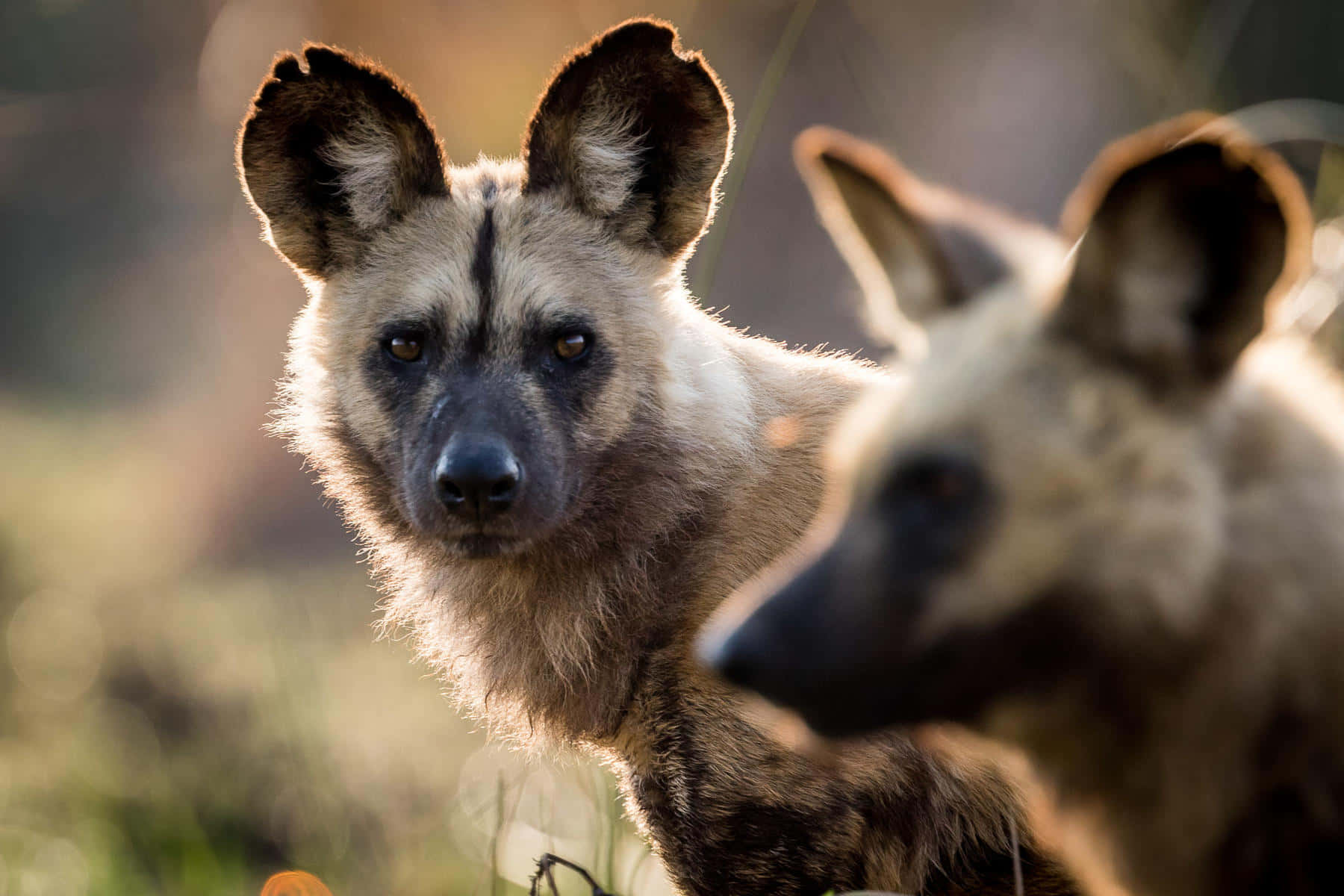 African Wild Dog Gaze Wallpaper