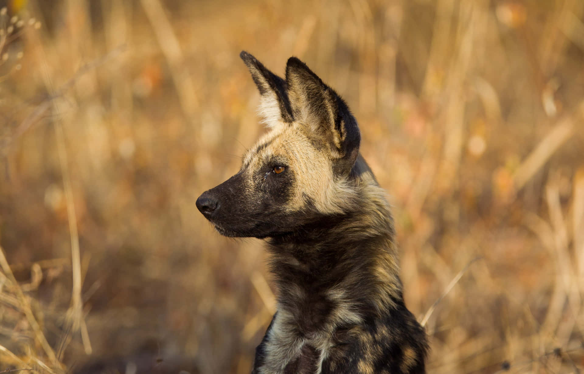 African Wild Dog Portrait Wallpaper